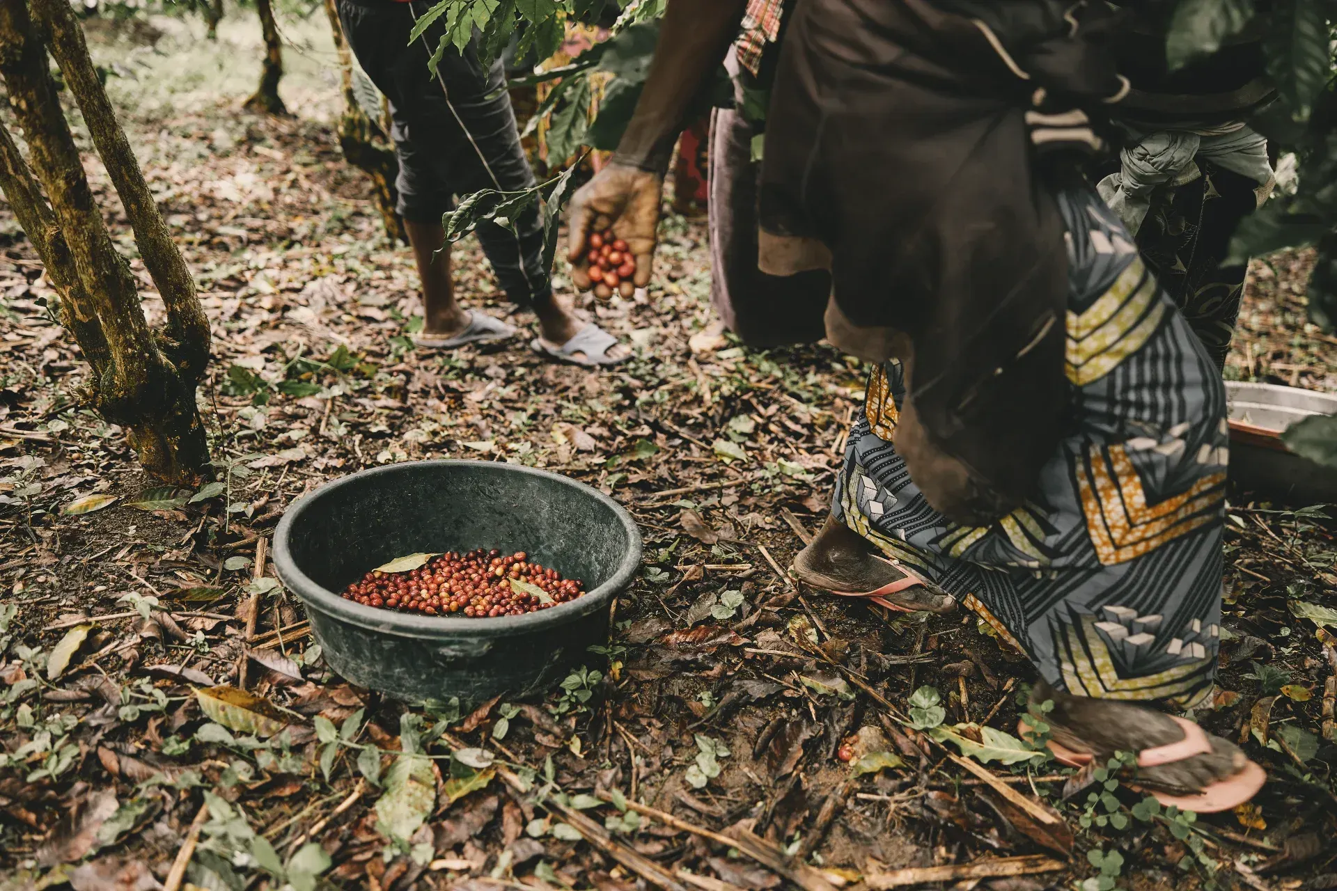 Alt: Two workers harvesting coffee berries on a plantation, a metal bowl of red berries on the ground between them.