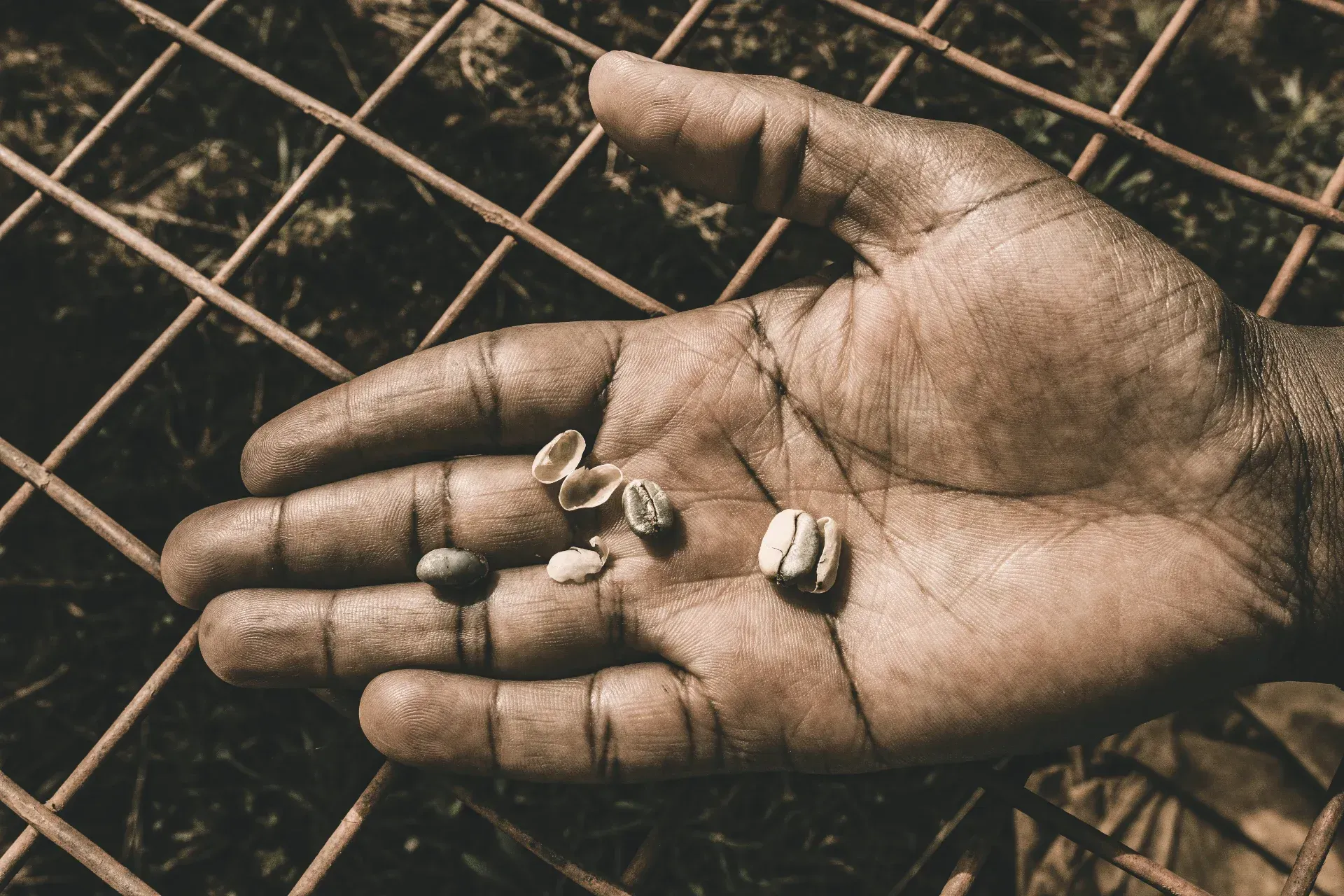 A close-up of a weathered hand holding a few green coffee beans against a metal grid background.