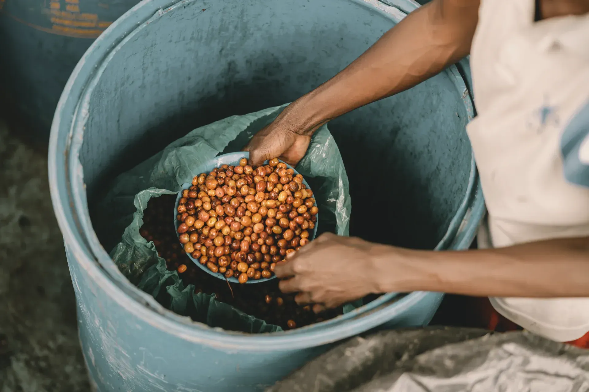 Coffee Fermentation Needs More Microbiology. Farmers Know Too Little.