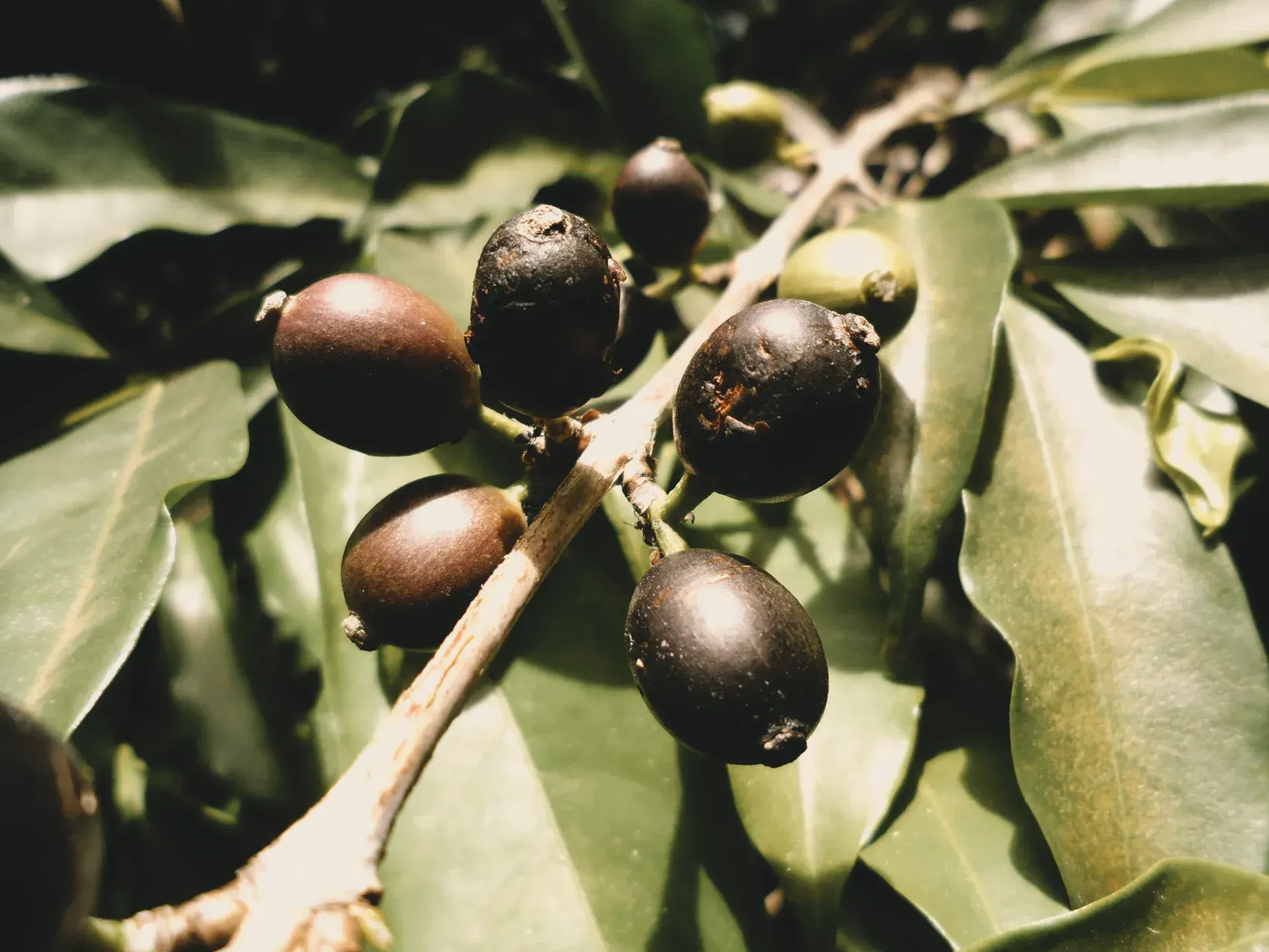 Coffea stenophylla: Meet Coffee's Climate Challenger
