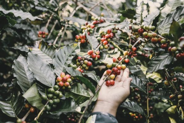 Agronomist — The Bridge Between Knowledge and Producers