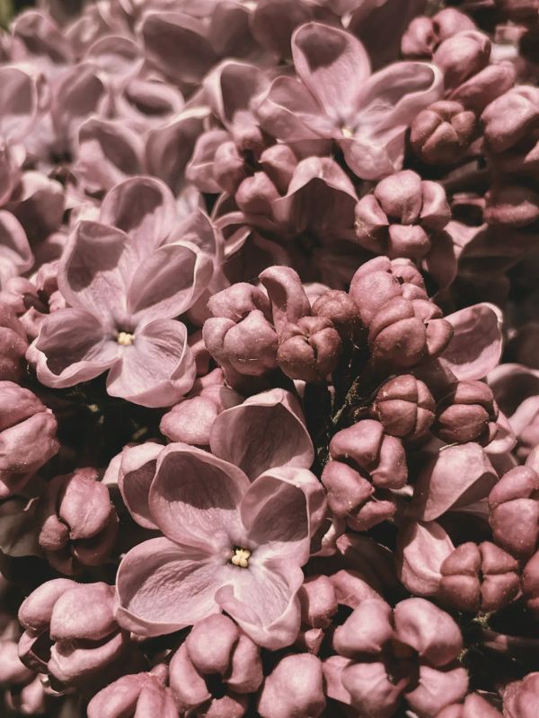 Lilac smells innocent. Yet it carries the same tension as coffee — between flower and decay, beauty and truth.