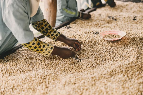 Green coffee during drying — manual sorting as part of everyday work.