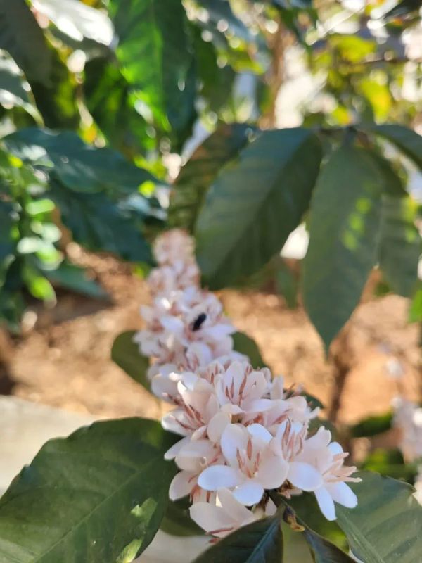 Coffee Blossoms Painted in Red Ink: The Story of a Rare Arabica Variety
