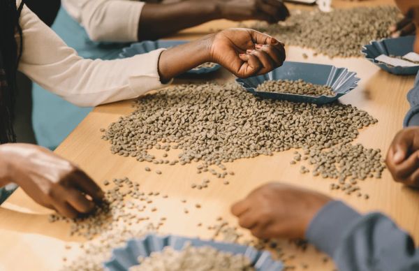 Coffee workers sorting green coffee beans together during a quality inspection
