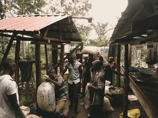 Smallholder coffee farmers delivering sacks of freshly harvested coffee cherries to a local buying station