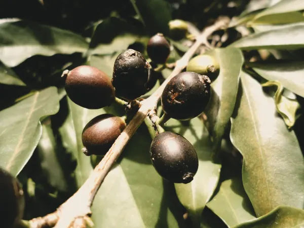 Coffea stenophylla: Meet Coffee's Climate Challenger