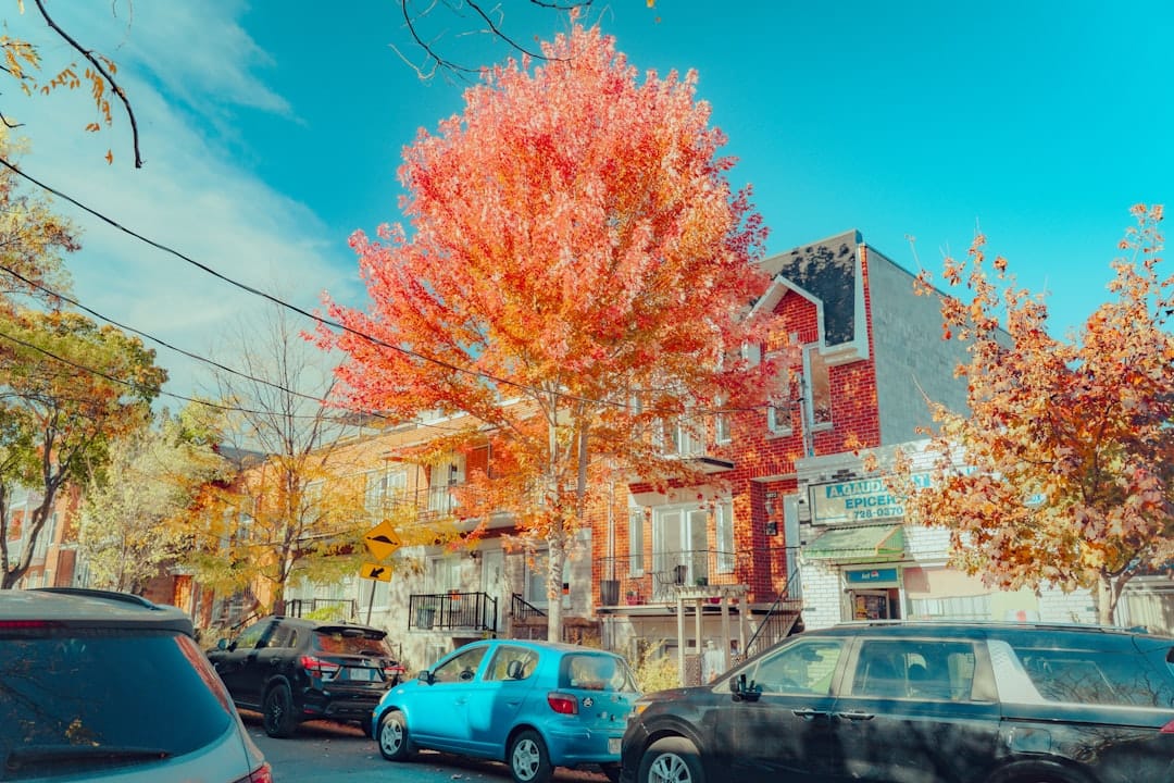 Bright autumn tree on a street with cars.