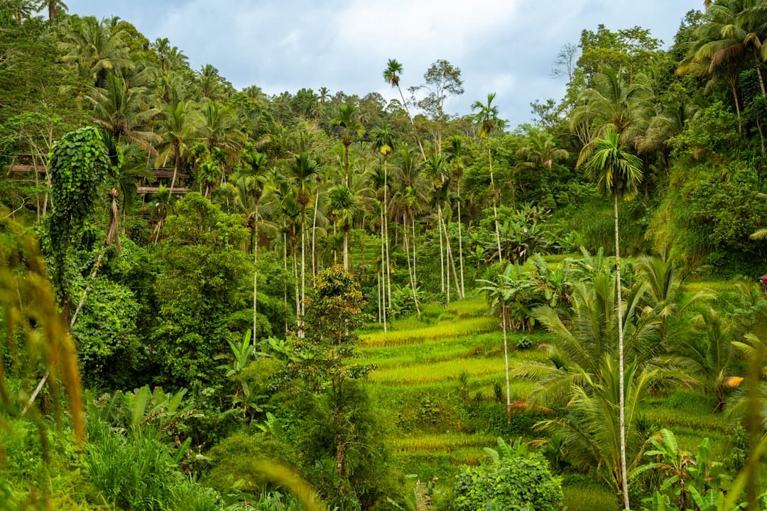 A lush green forest filled with lots of trees