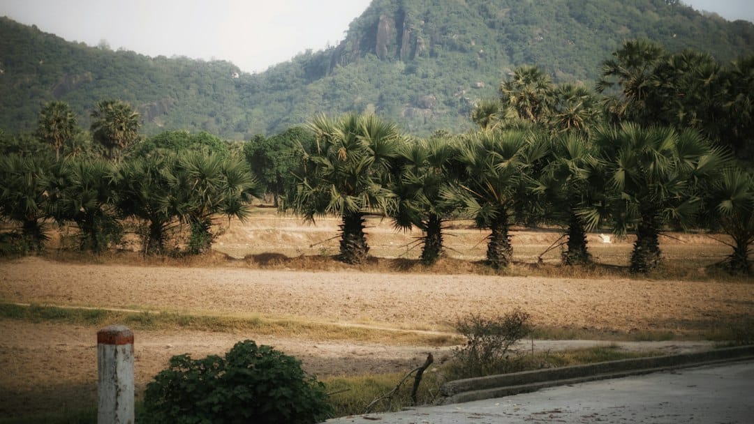 Row of palm trees in a dry field with mountains