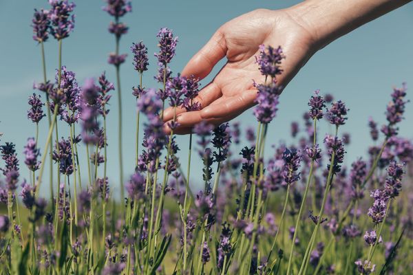 Understanding Fragrance Notes — And Why You Should Break the Rules