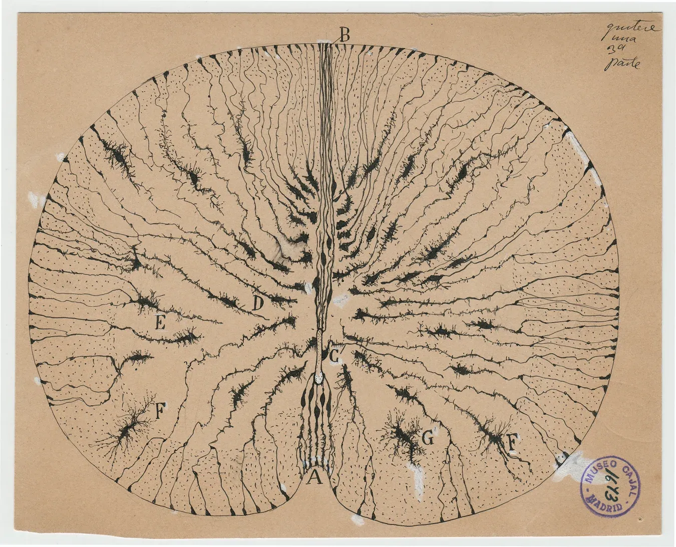 Glial cells of the mouse spinal cord illustrated by Santiago Ramón y Cajal, showing early neuroscience understanding of brain structure