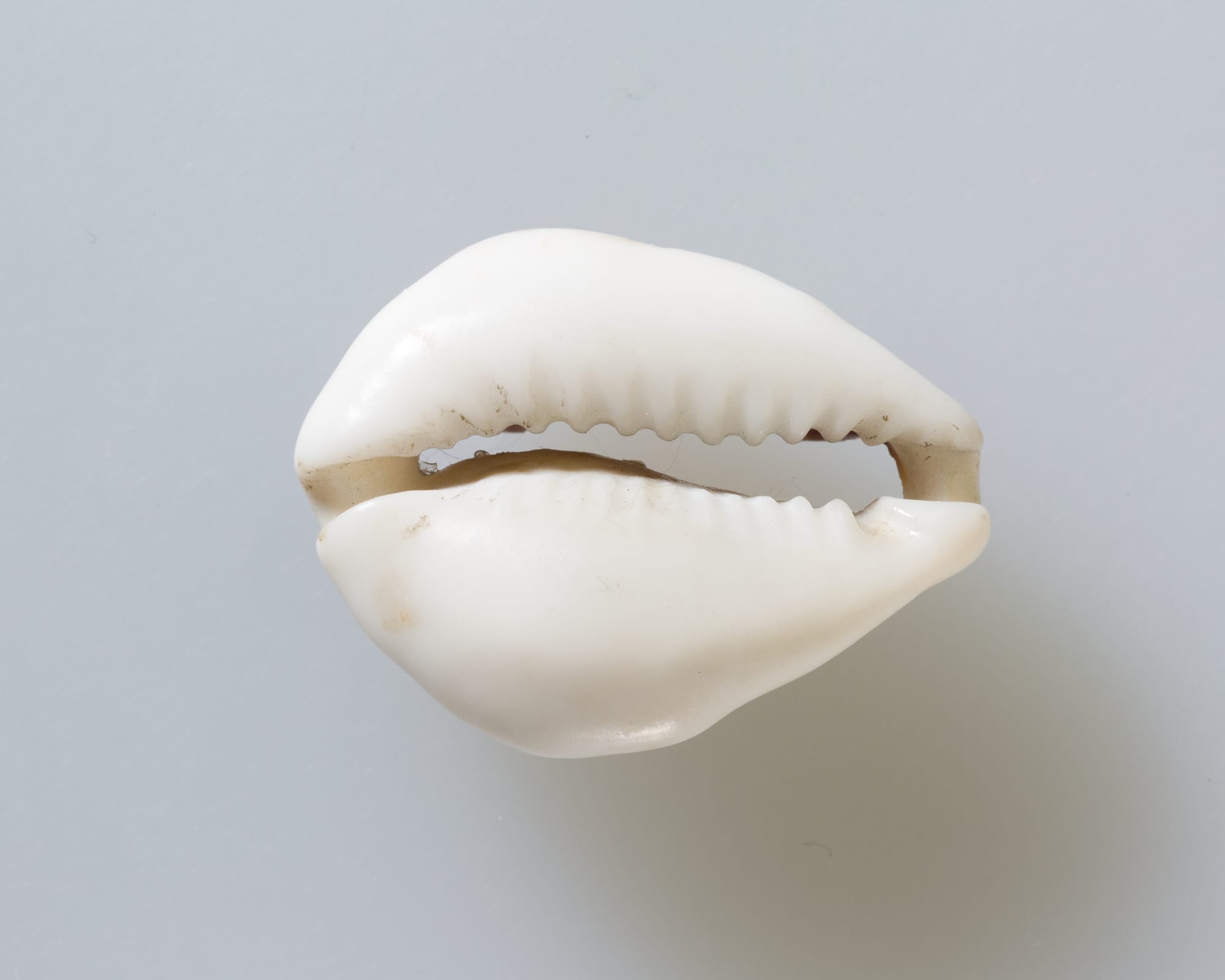 Cowrie shells used as early currency showing how money historically depended on collective belief and trust