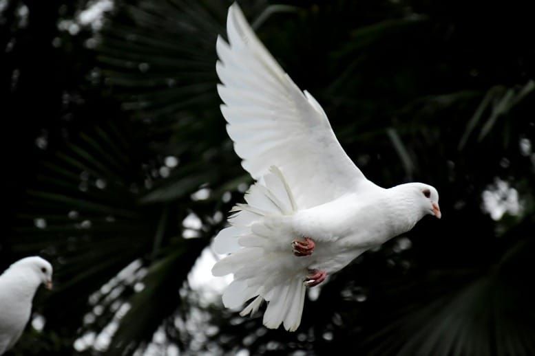White dove in flight with wings open representing divine connection in Conversations with God.