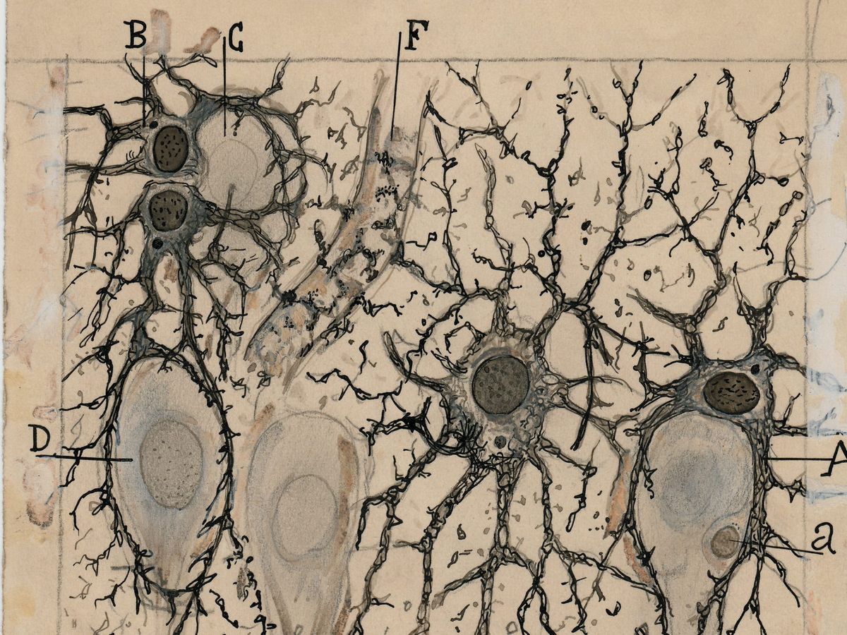 Scientific drawing of astrocytes and neurons by Santiago Ramón y Cajal showing interactions between glial cells neurons and blood vessels