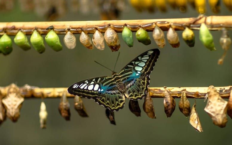 Newly hatched butterfly emerging from chrysalis symbolizing physical transformation and identity change through Neville Goddard's Law of Assumption