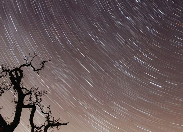 Mystical night sky with silhouette of tree and cosmic stars viewed from the ground, representing alignment and the Vortex
