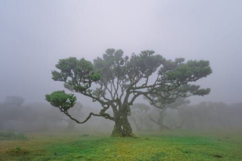 Ancient tree standing in dense morning fog, symbolizing the mystical power of the mind as a wishing tree