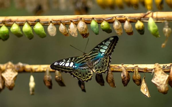 Newly hatched butterfly emerging from chrysalis symbolizing physical transformation and identity change through Neville Goddard's Law of Assumption