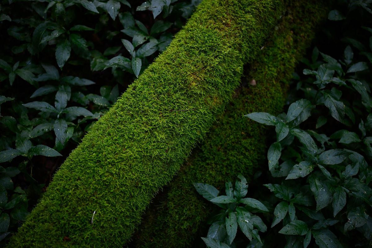 Intimacy in the woods