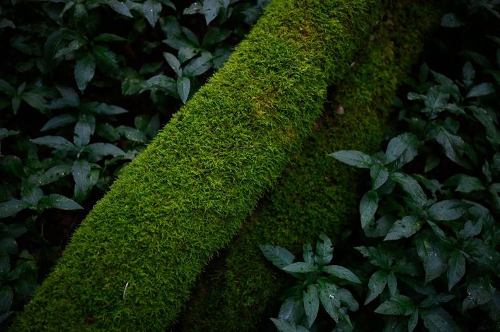 Intimacy in the woods