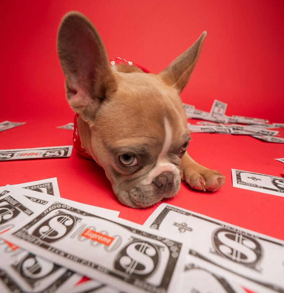 The Dog Business Side Hustle System (Part One)