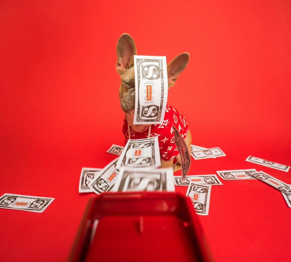 dog business side hustle part two