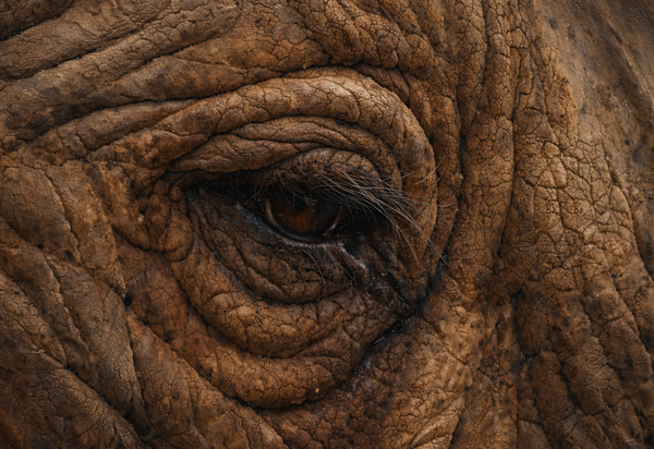 The Ones With No Voice