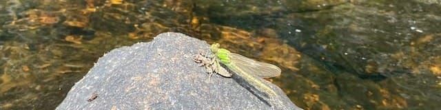 Join CANSEE/SCANÉÉ or Renew Your Membership