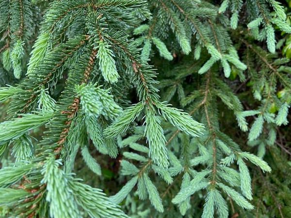 CANSEE/SCANÉÉ April Newsletter