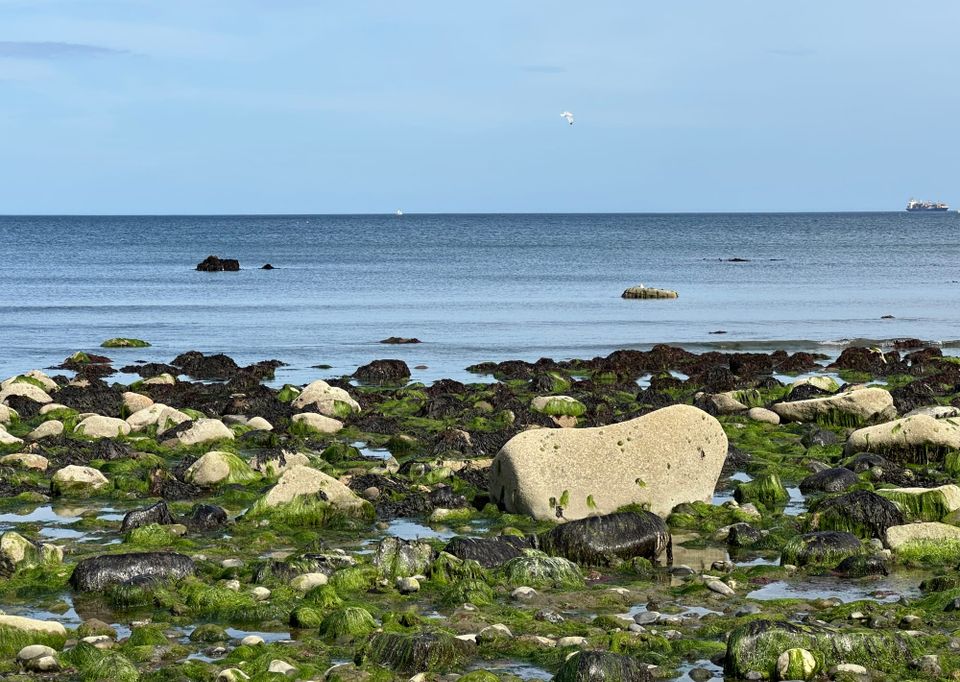 clear blue sky meets calm blue sea; in the foreground, seaweed-covered rocks surround pools and puddles left by the receding waters