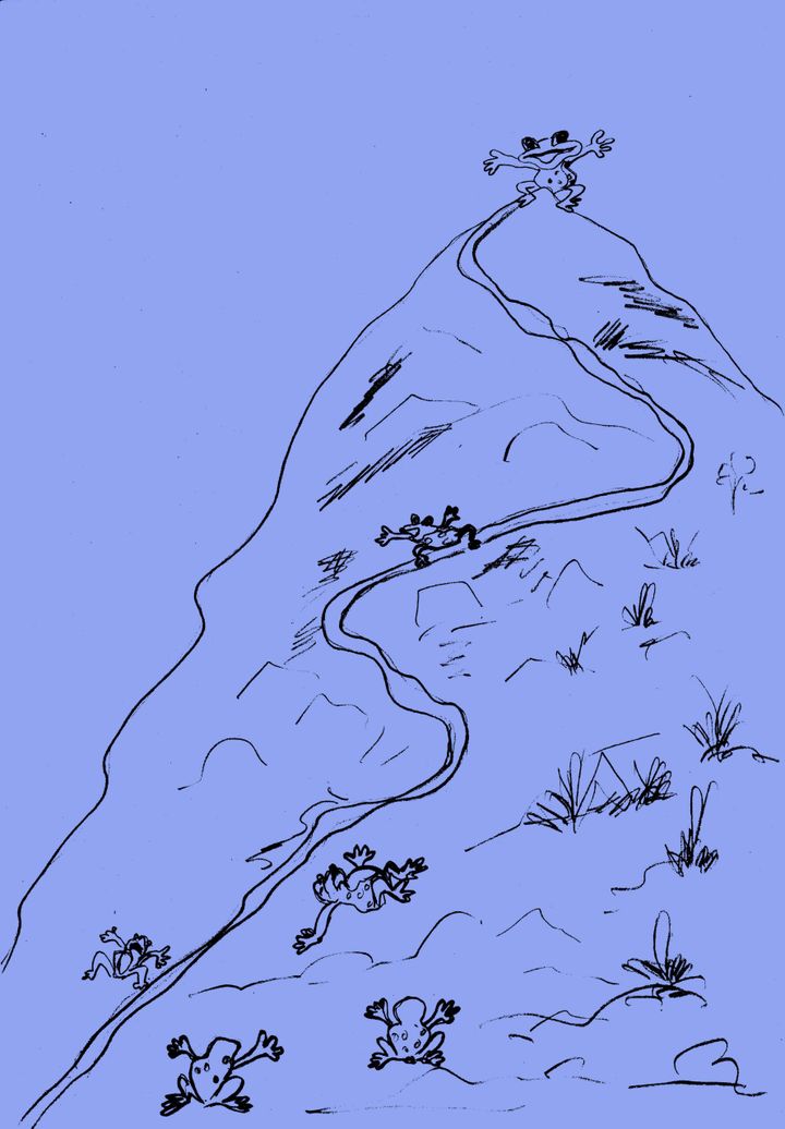 The Frog Race!
