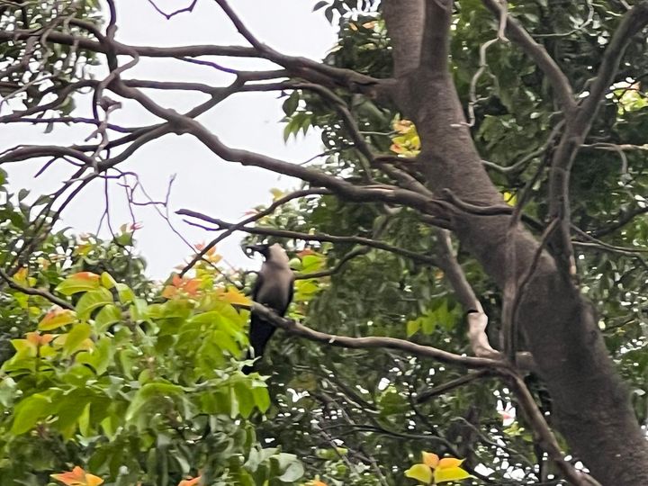 Be free as a Bird, Trust your own wings