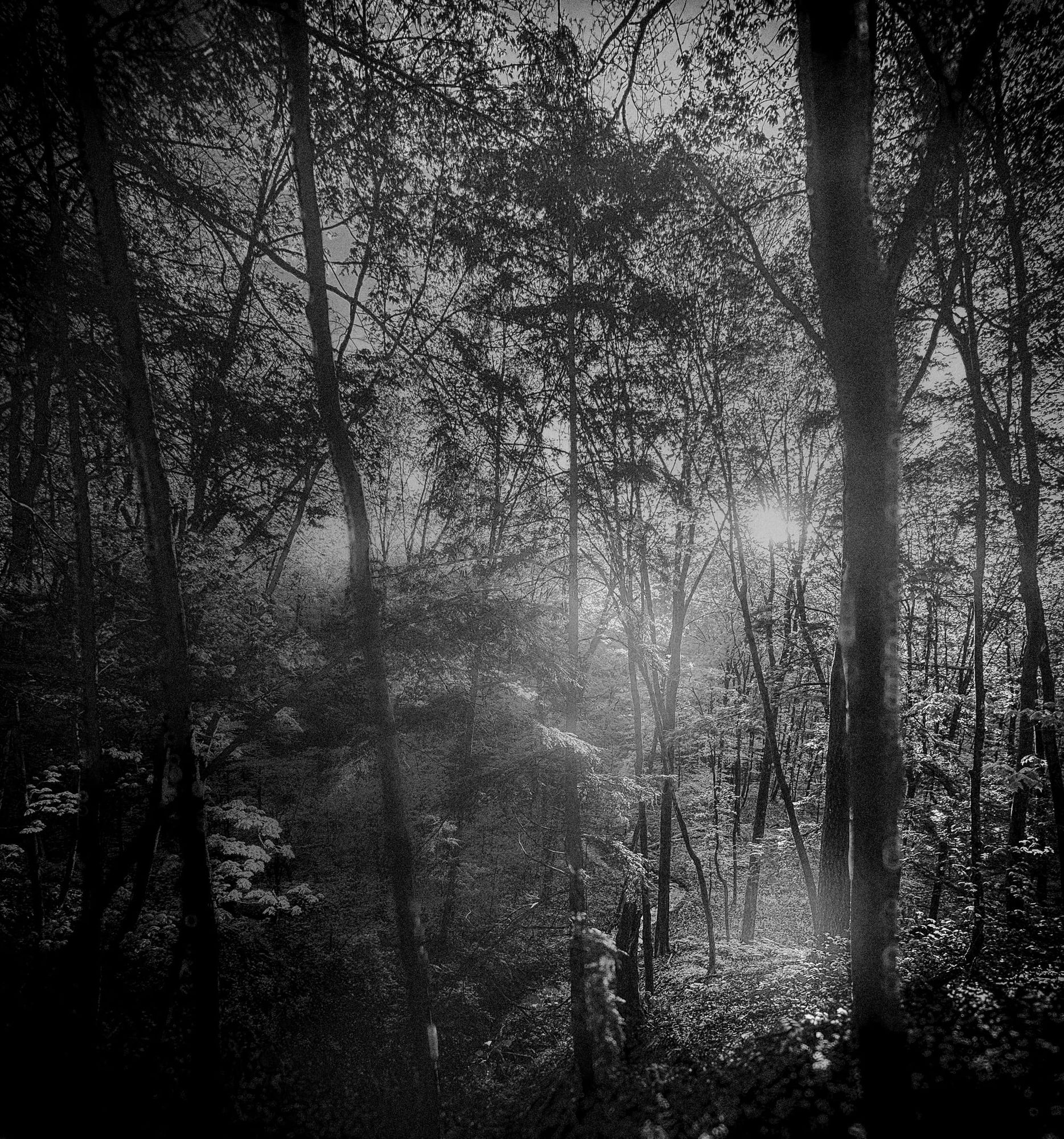 Where Light Learns Silence
