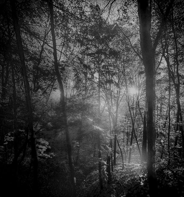 Where Light Learns Silence