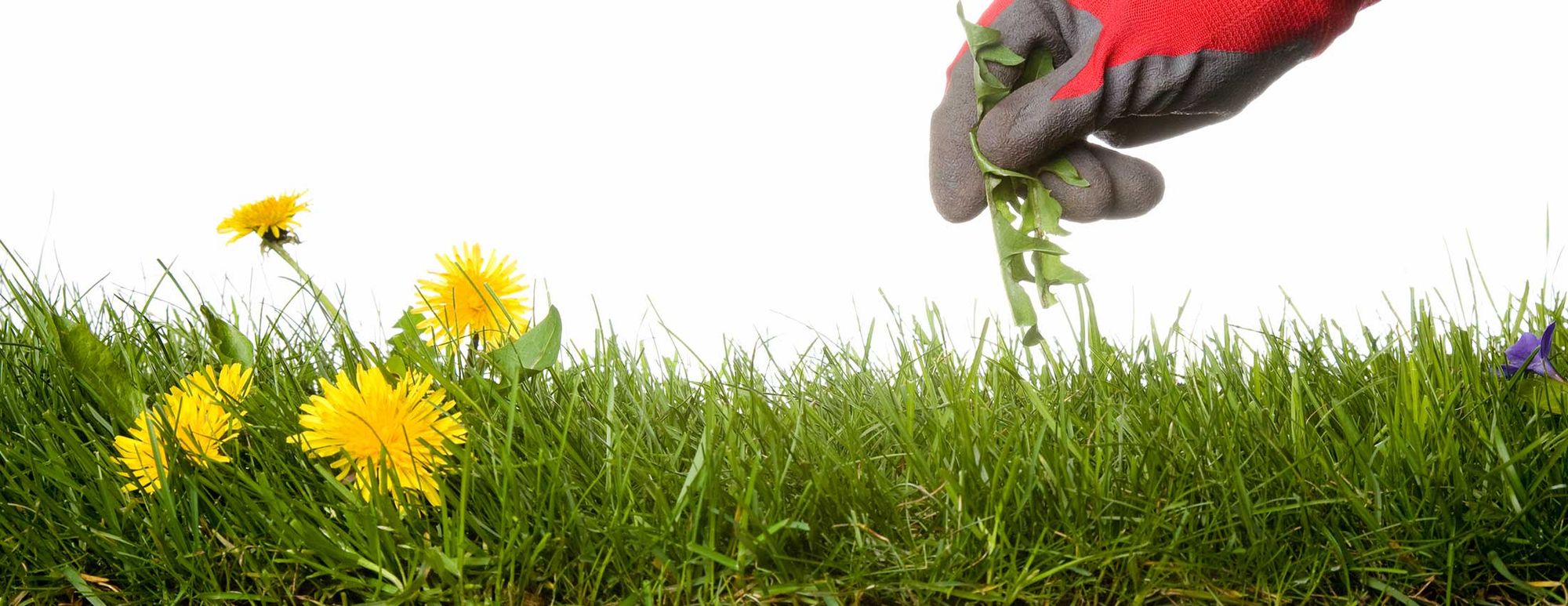 The War on Weeds – Eating Your Enemy