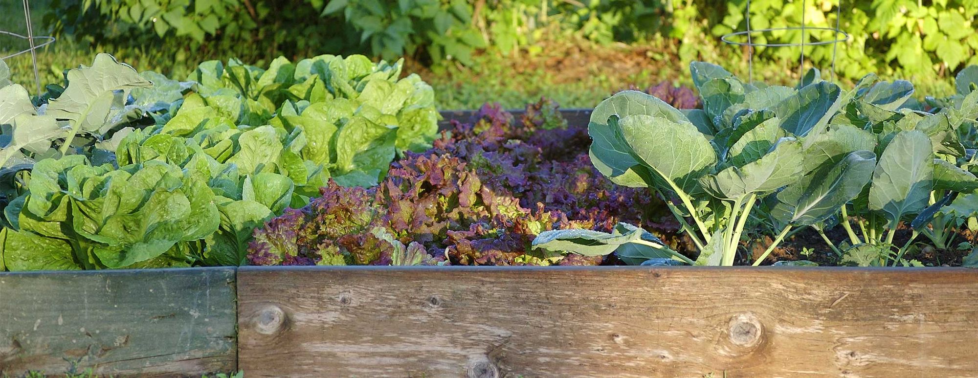 A Productive Food Garden in 4 Weeks