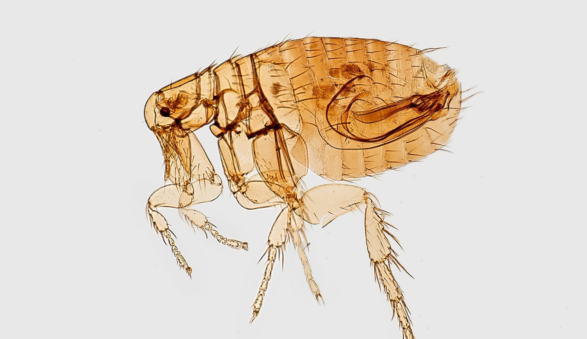brown flea illustration