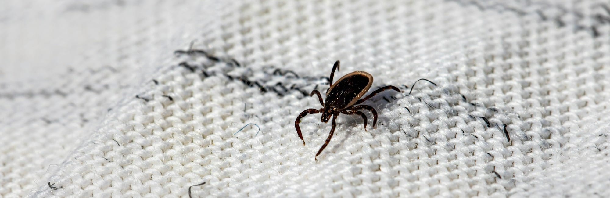 a bed bug crawling on a white sheet