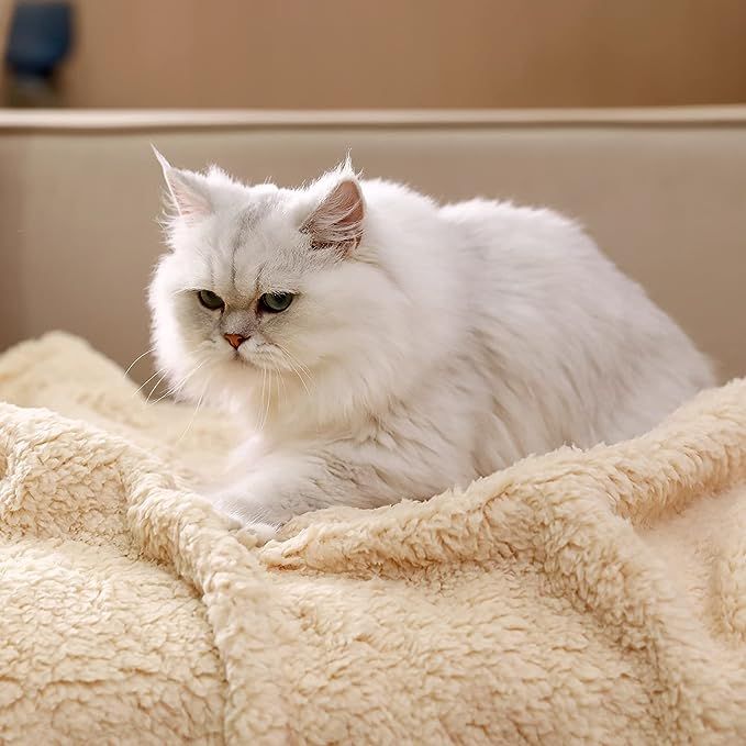 6 Best Cat Blankets of 2025 Reviewed