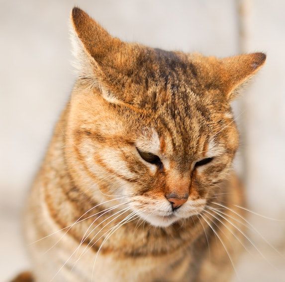 Understanding the Feline Language: A Comprehensive Guide to Interpreting Cat Ear Positions