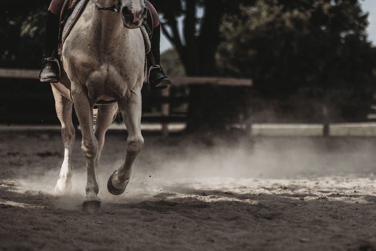 galop v levo ali desno