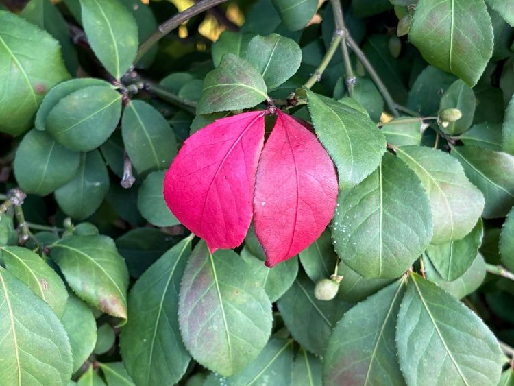 Why the Season of Creation?