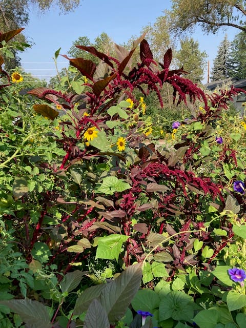 The Politics of Food