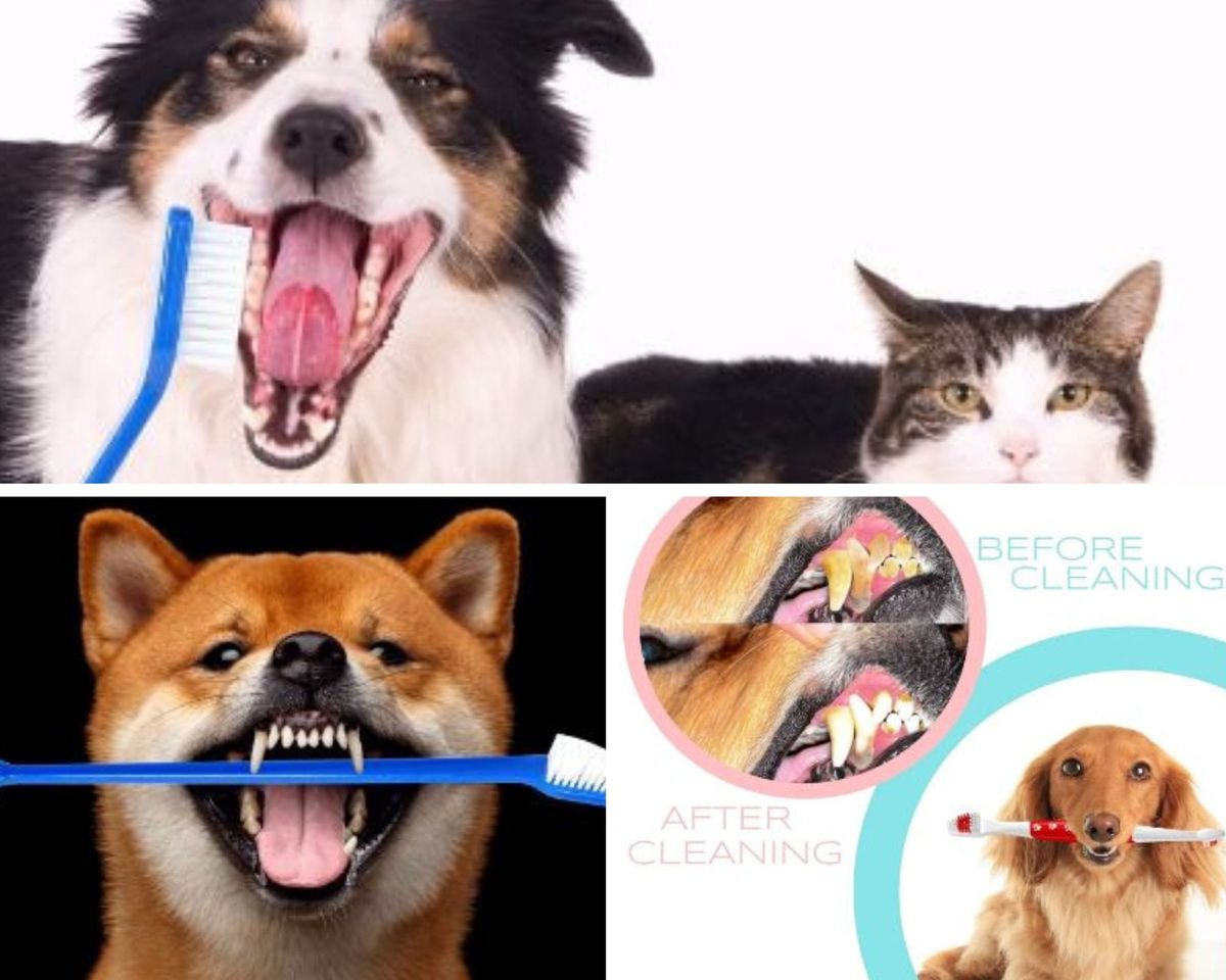 Canine Dental Care: Why Using a Dog Toothbrush is Essential!