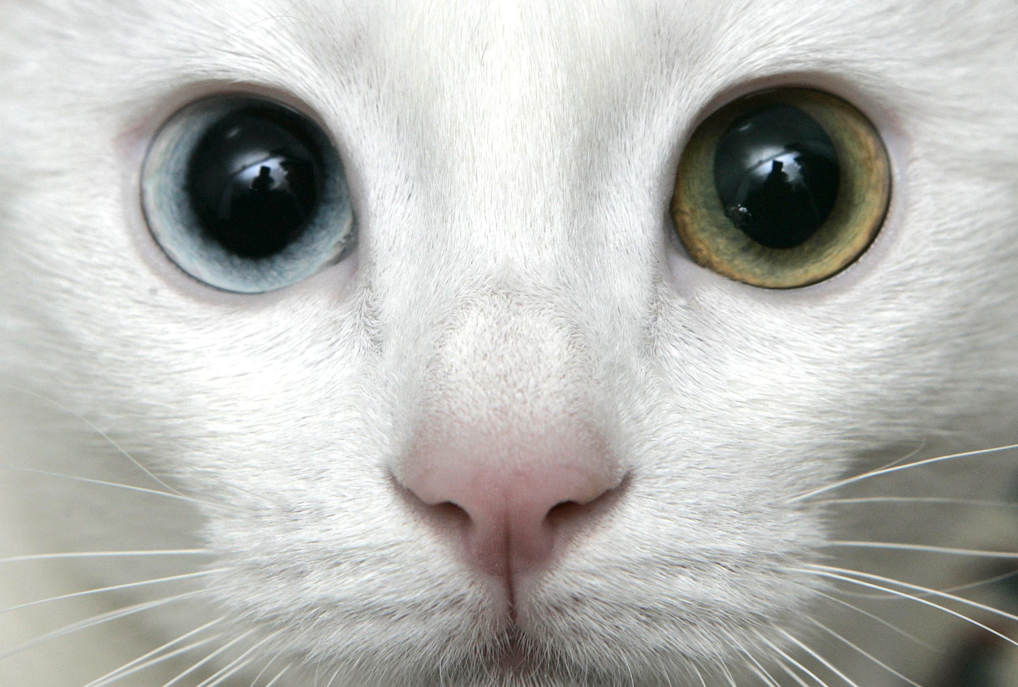 總編周記：好奇養成貓