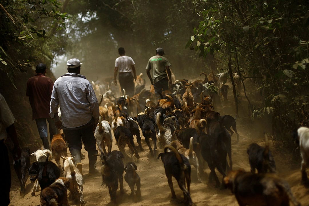 2016年4月20日，Alvaro Saumet跟流浪狗一起散步。攝：Juan Carlos Ulate/REUTERS