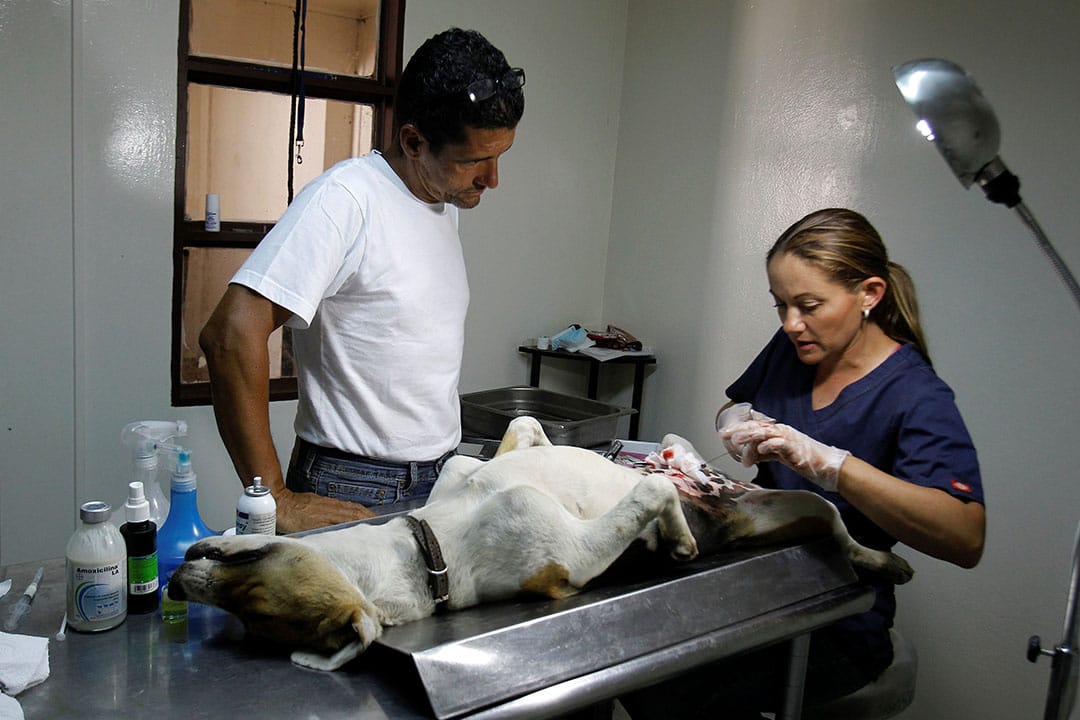 2016年4月22日，獸醫為流浪狗進行絕育手術。攝：Juan Carlos Ulate/REUTERS