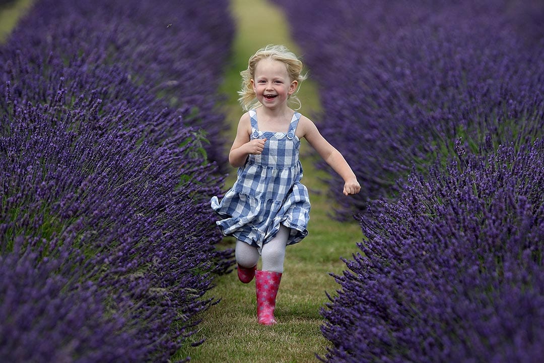 英格蘭，一個女孩在薰衣草場之間跑著。