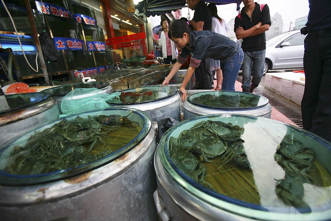 二恶英之后是什么？被人类欲望深刻改变的大闸蟹。